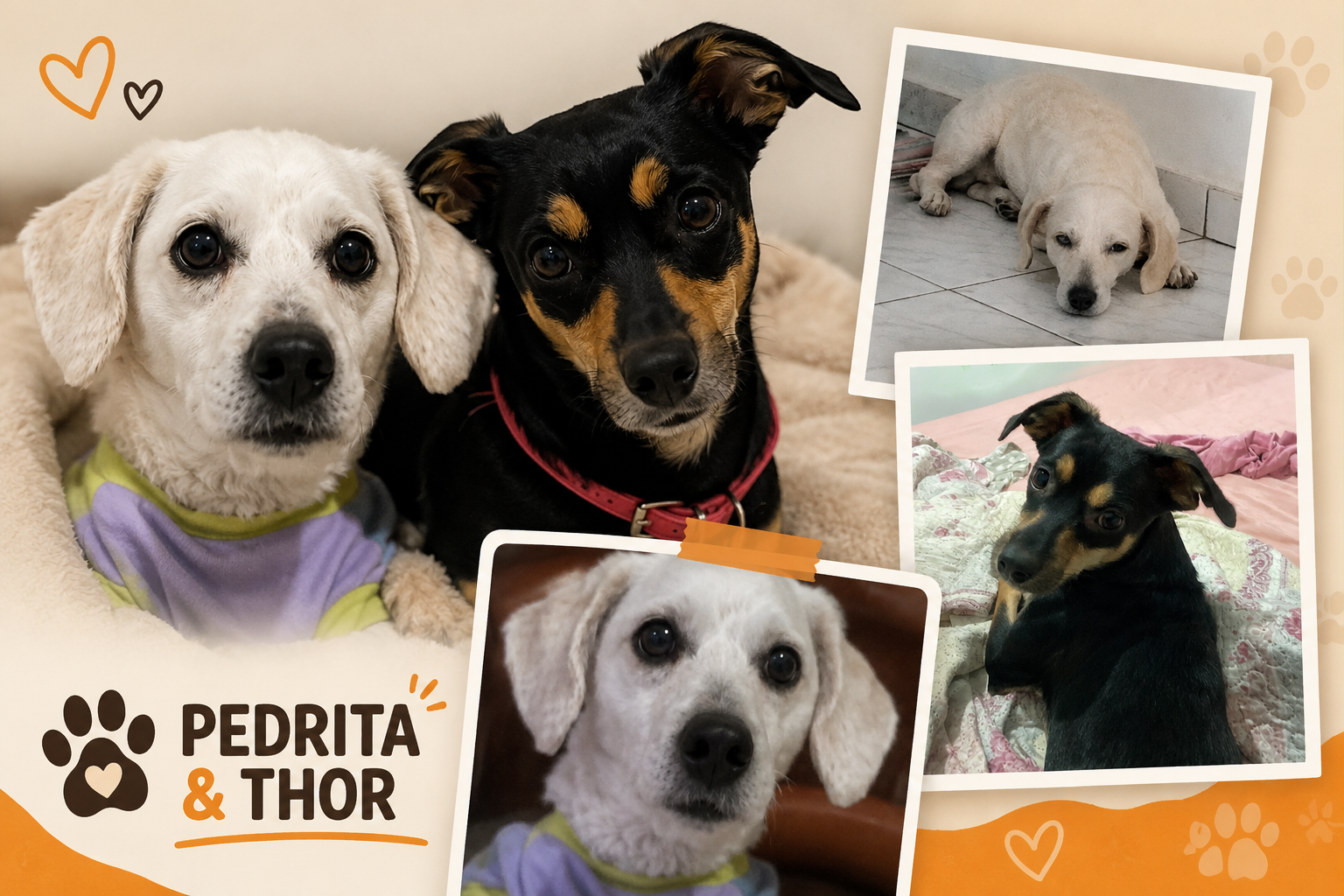 Mais do que pets: a história de Pedrita & Thor